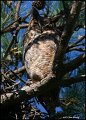_1SB8860 great-horned owl